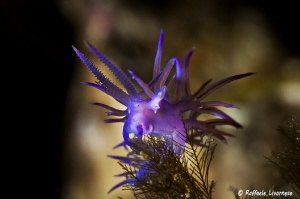 Flabellina affinis in close up image while eating by Raffaele Livornese 